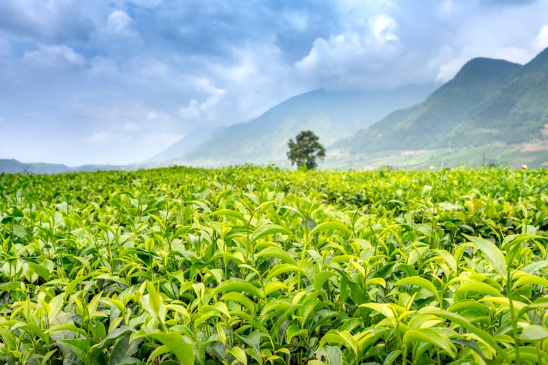 Die Vorteile von ätherischem Teebaumöl für die Haut Pferd